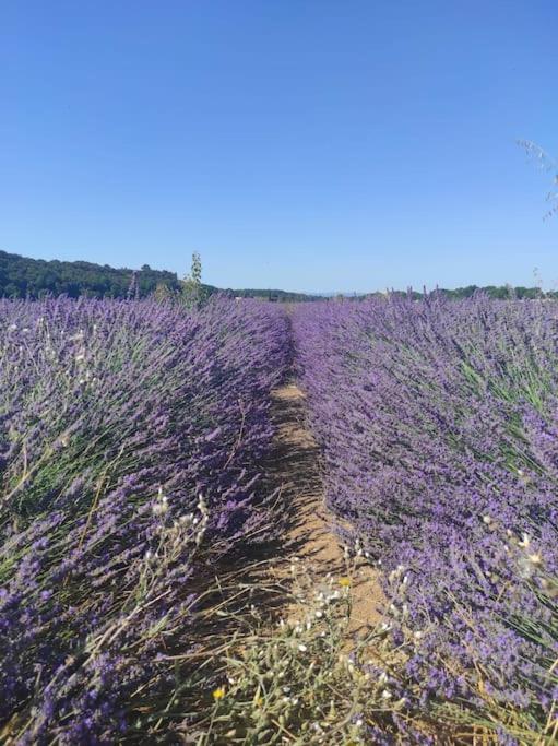 Oasis Tranquille - L'Evasion Au Verdon Gréoux-les-Bains Exteriér fotografie